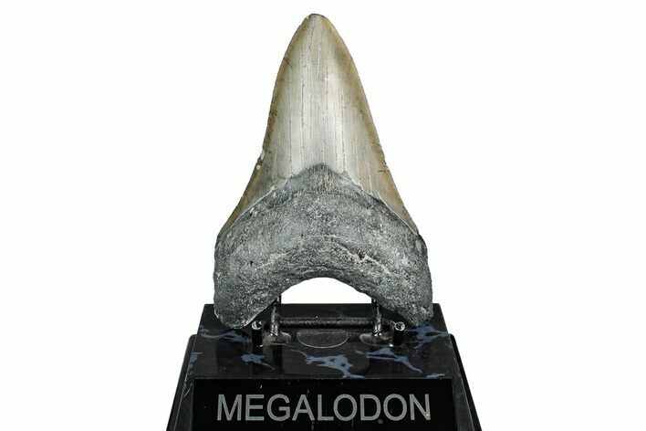 Serrated, Fossil Megalodon Tooth - North Carolina #344056